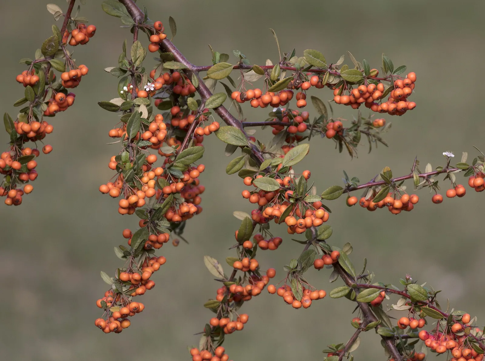 Pyracantha coccinea