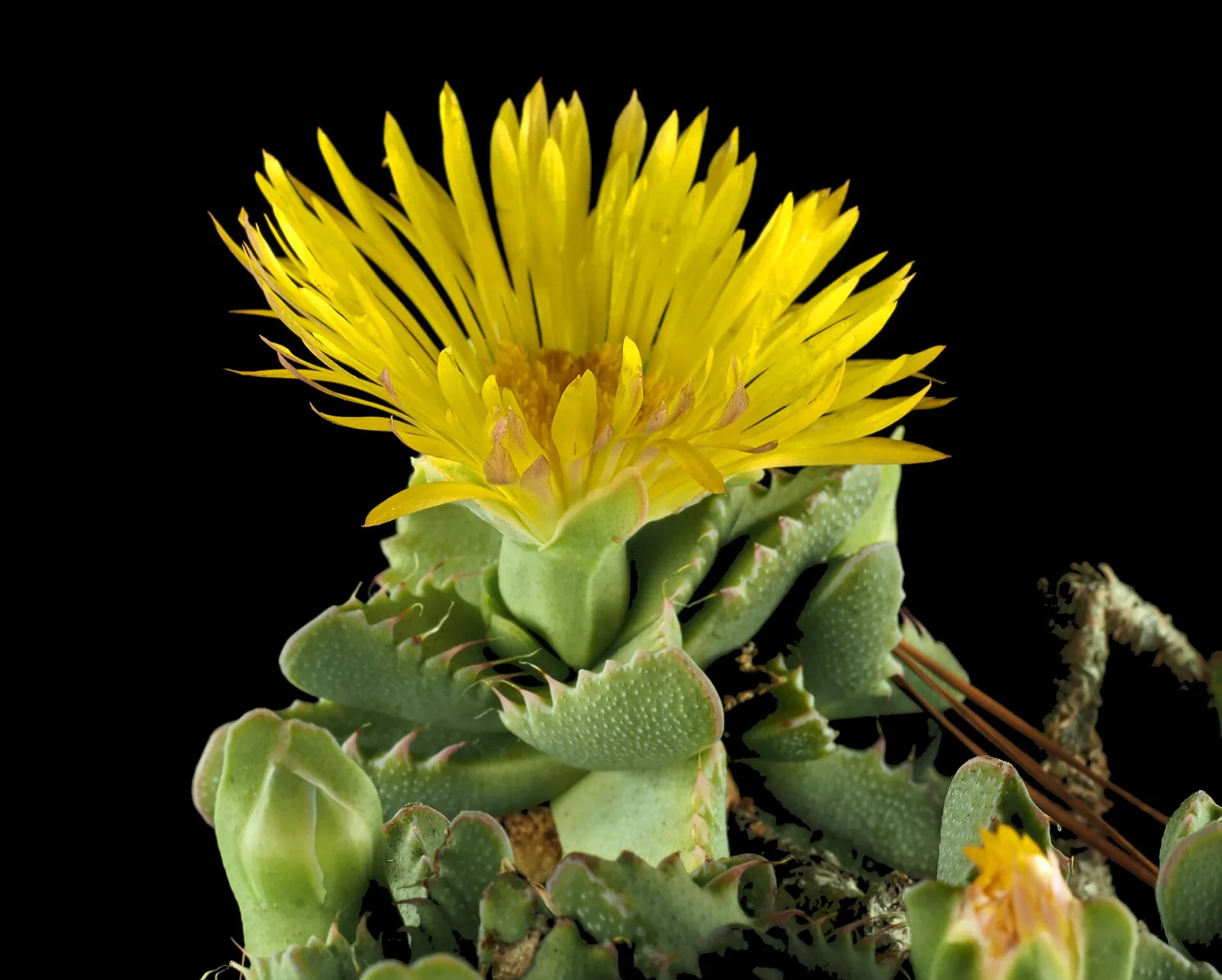 Faucaria tigrina