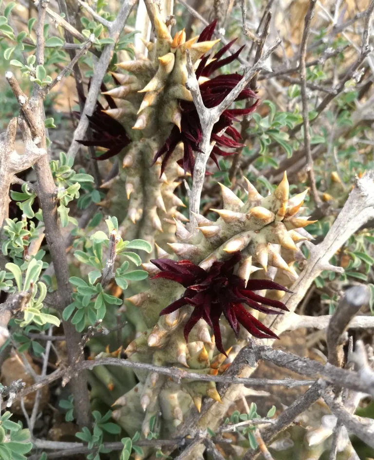 Quaqua mammillaris