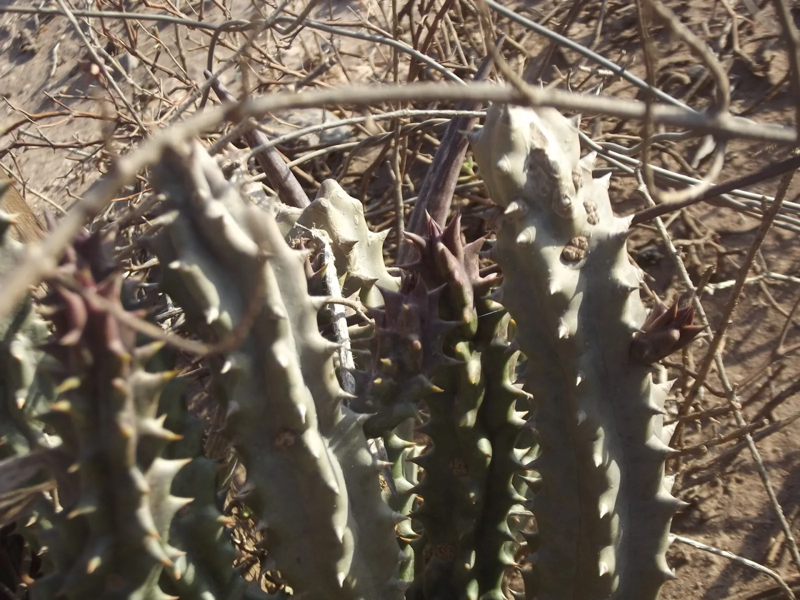 Quaqua mammillaris