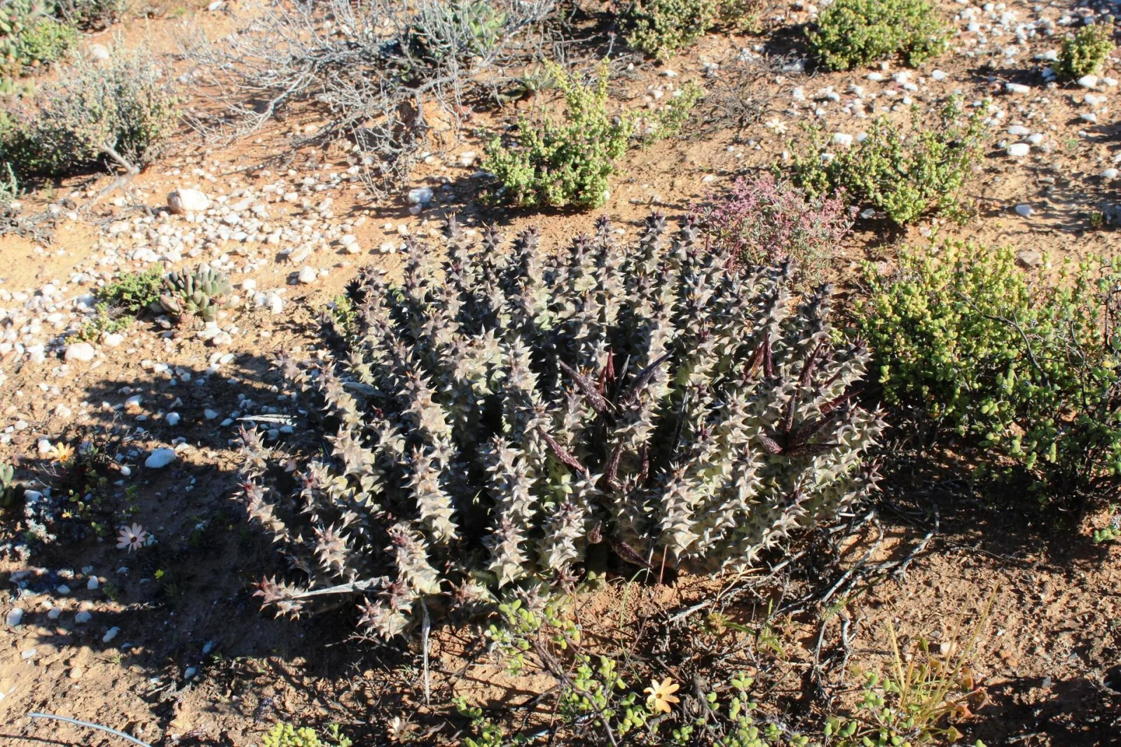 Quaqua mammillaris