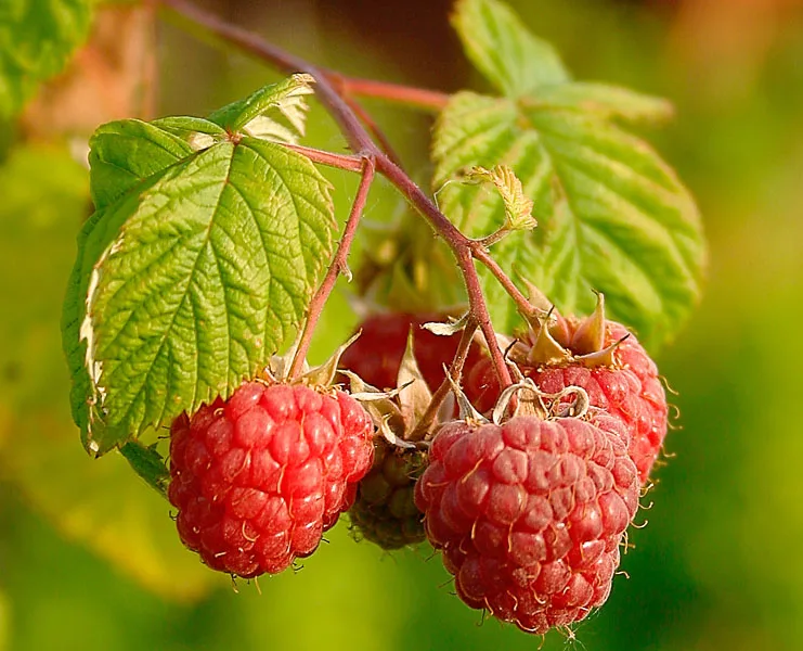 Raspberry Red