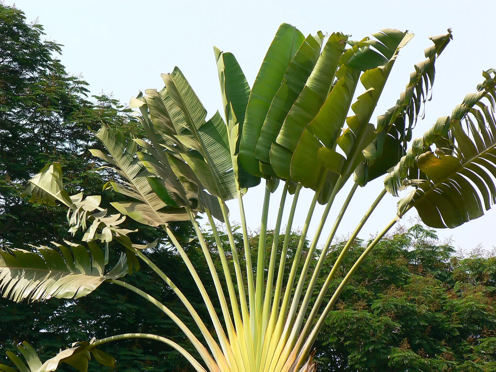 Phenakospermum guyannense