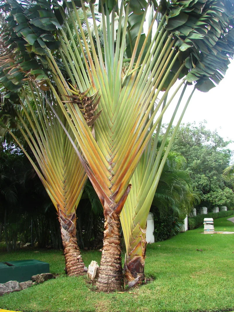Phenakospermum guyannense