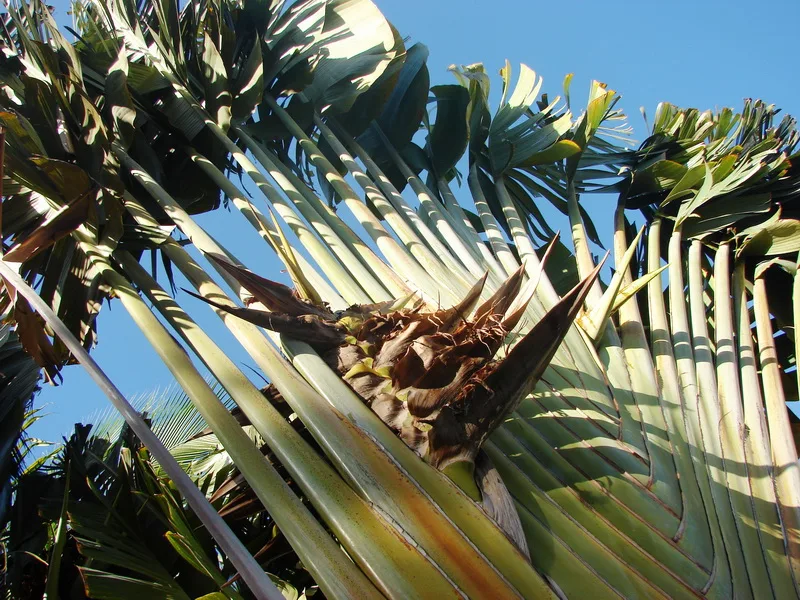 Ravenala guyannensis