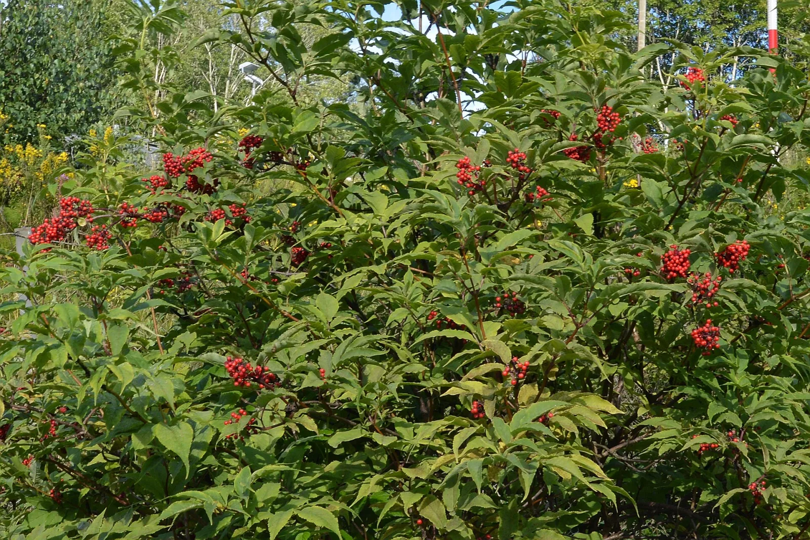 Sambucus racemosa
