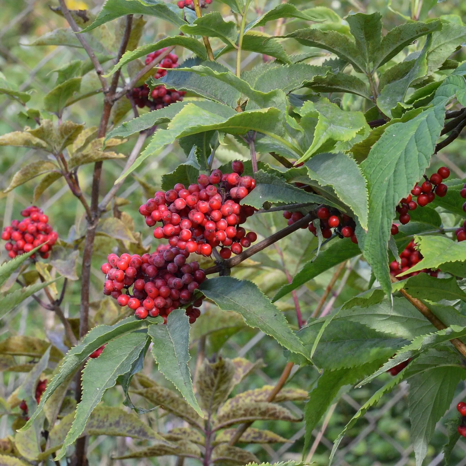 Sambucus racemosa