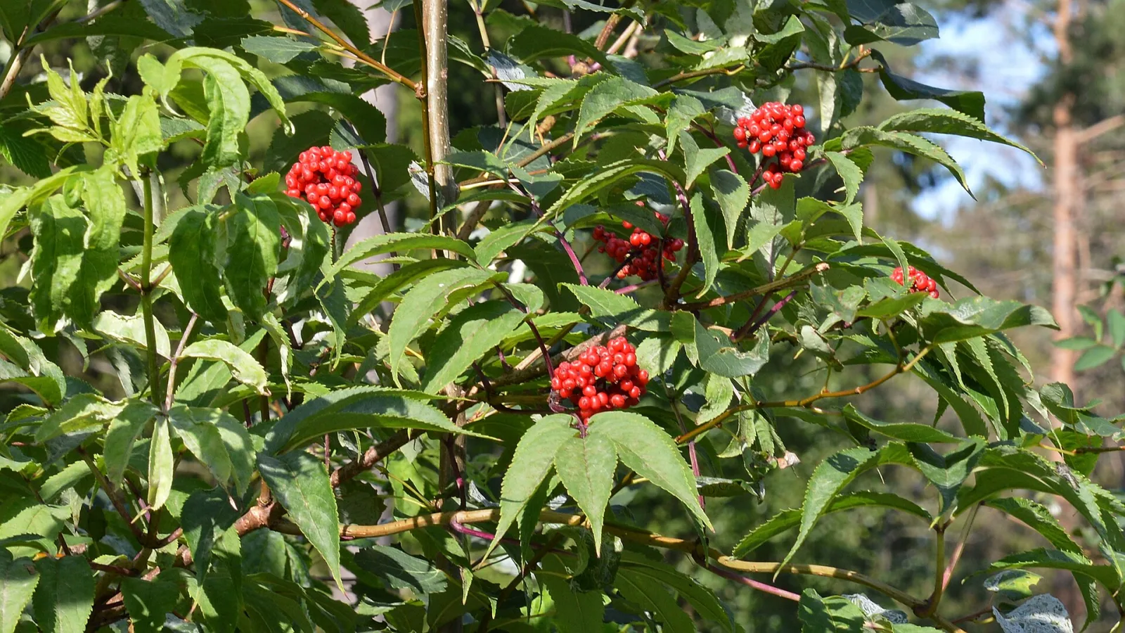 Sambucus racemosa