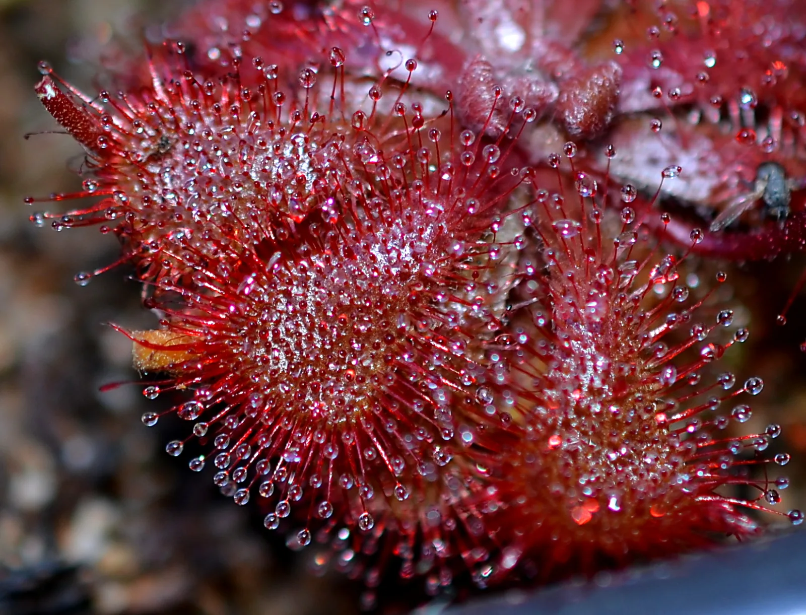 Drosera dielsiana