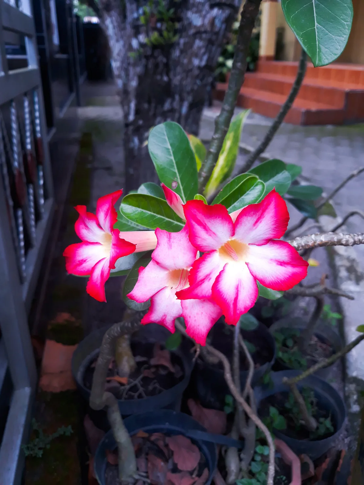 Adenium obesum Maithong