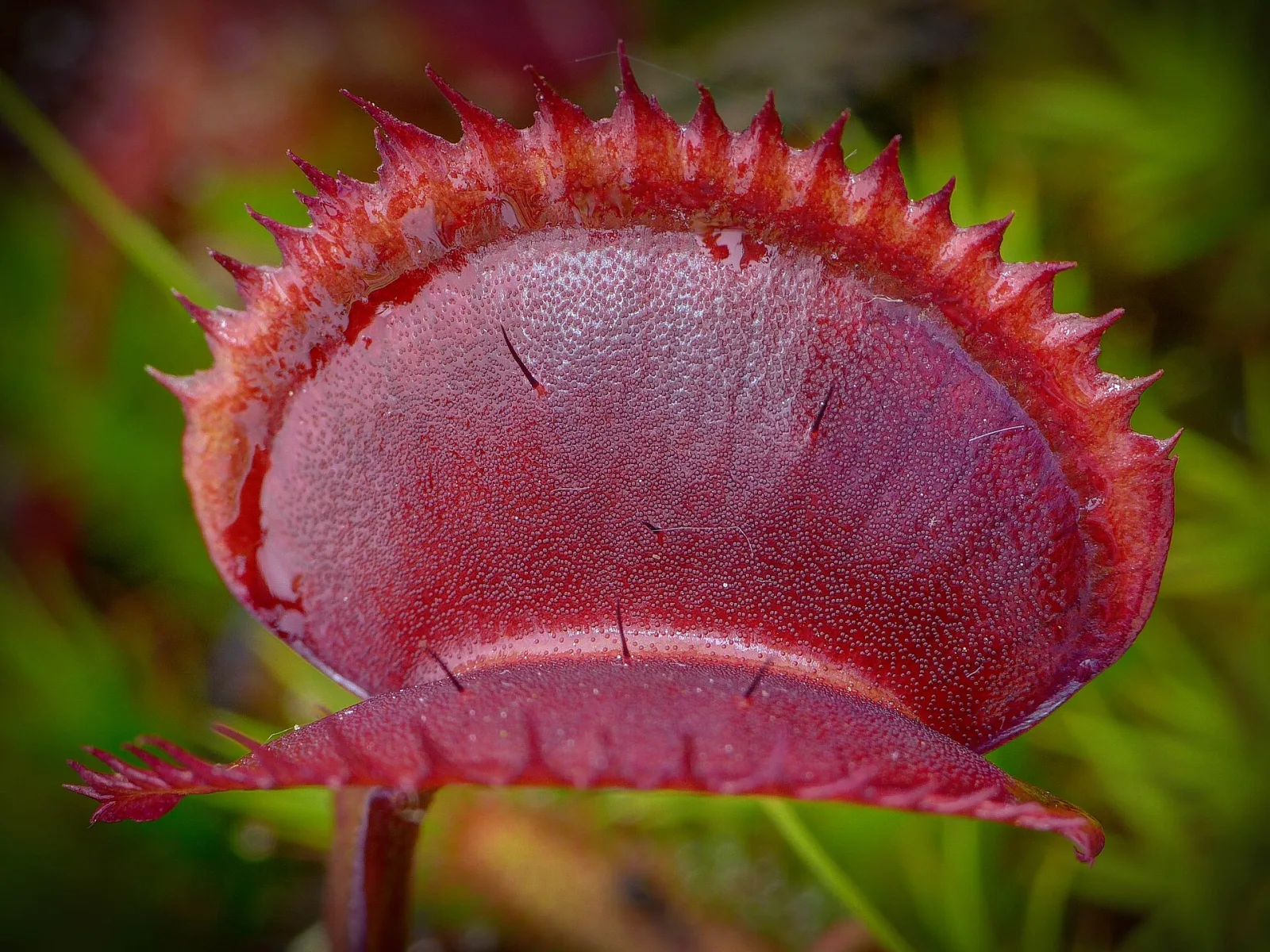Dionaea muscipula Red Piranha