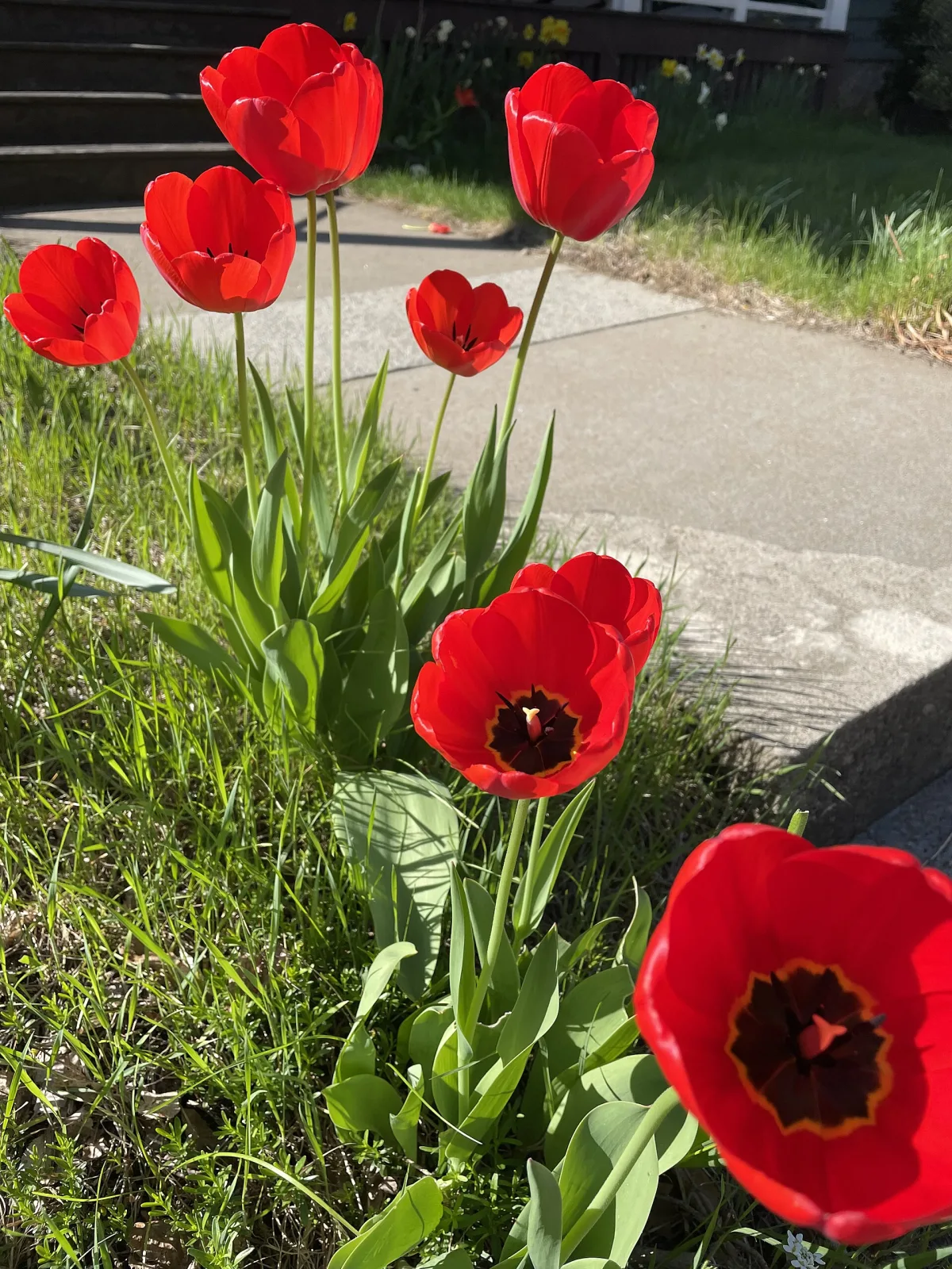 Papaver glaucum Tulip Poppy