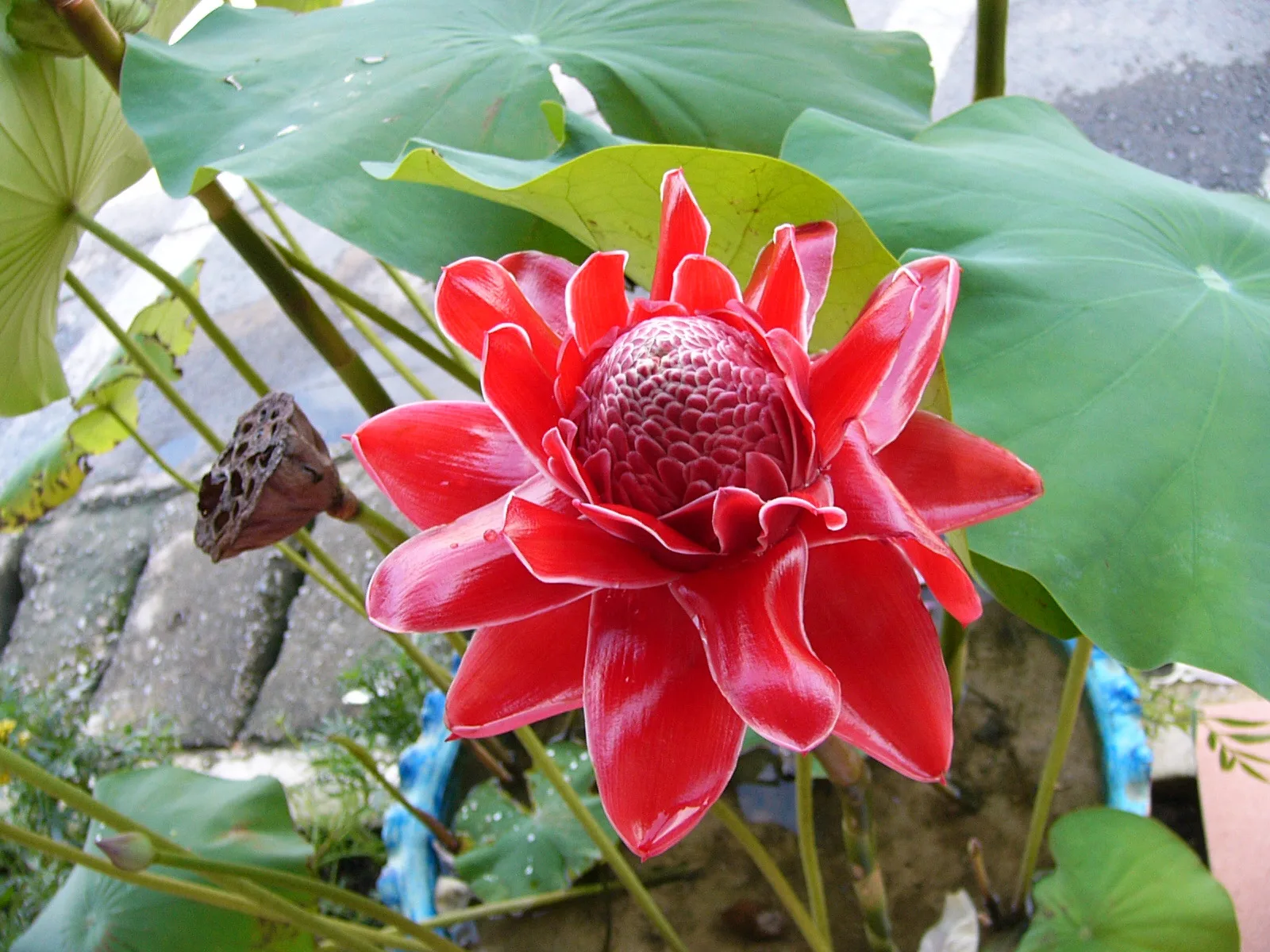 Etlingera elatior Red