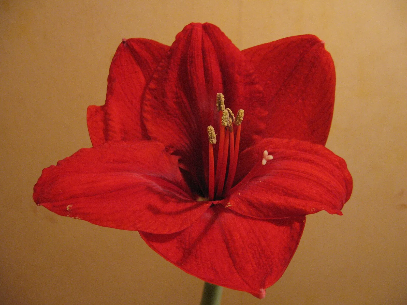 Hippeastrum Red Lion