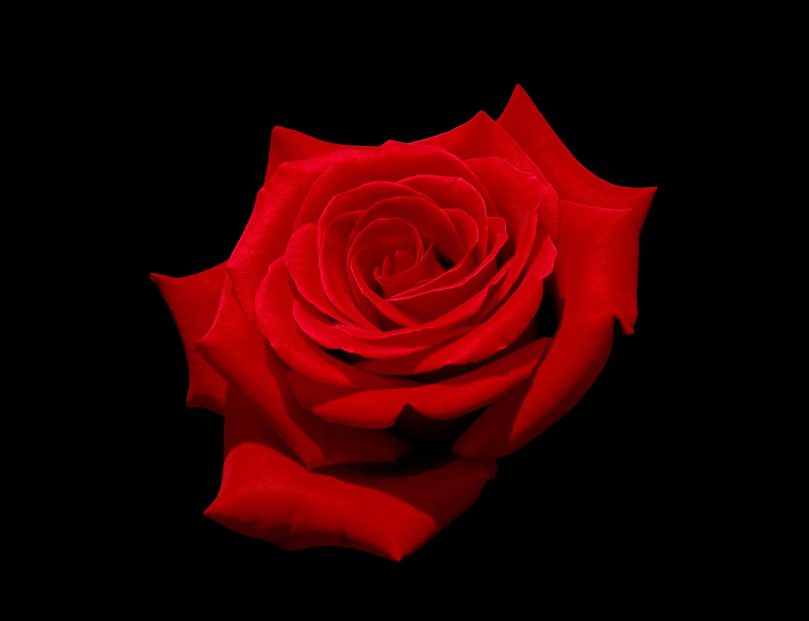 Rose Bride