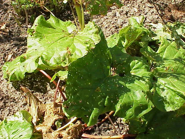 Rheum rhaponticum