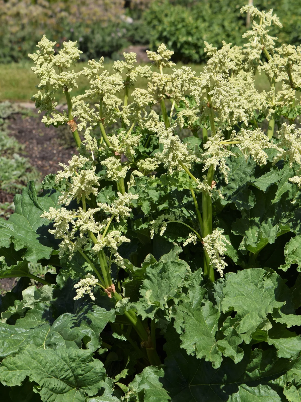 Rheum rhaponticum