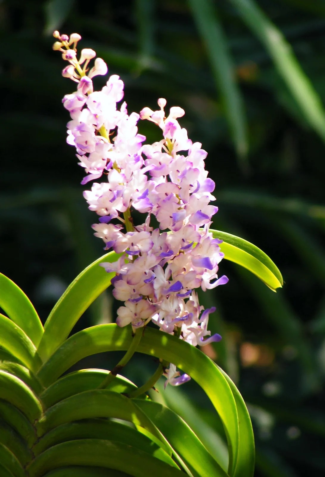 Rhynchostylis coelestis