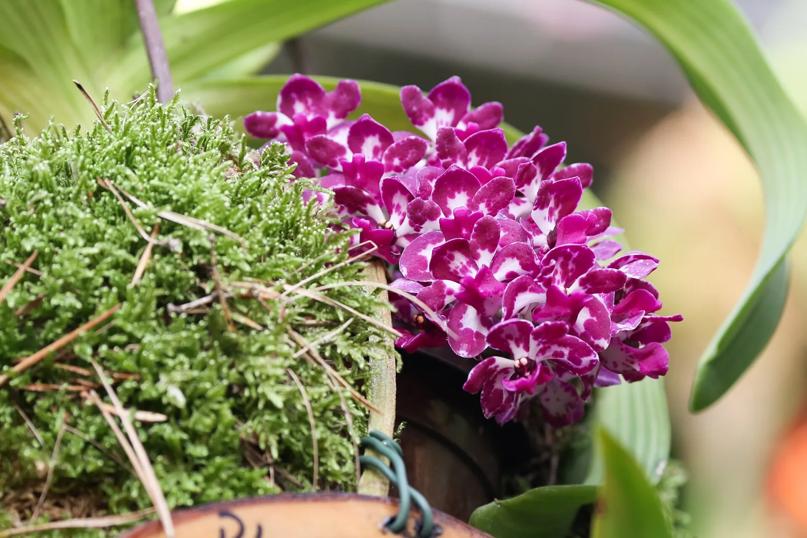 Rhynchostylis gigantea