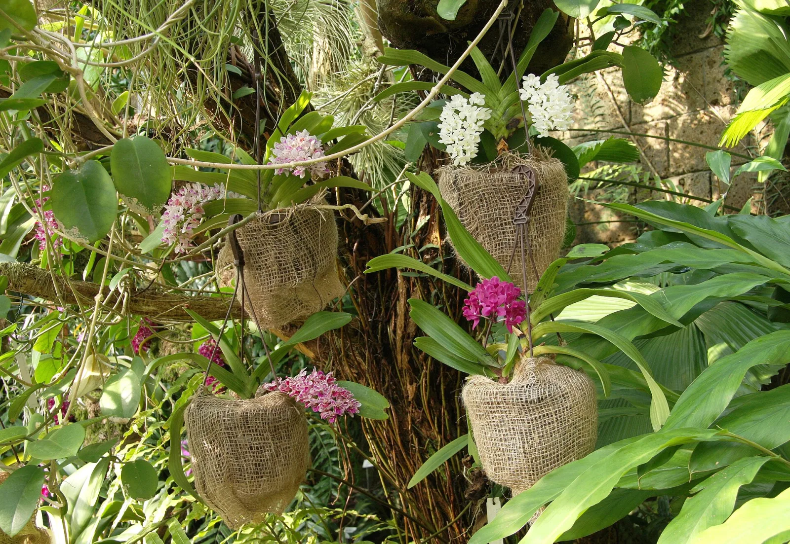 Rhynchostylis gigantea