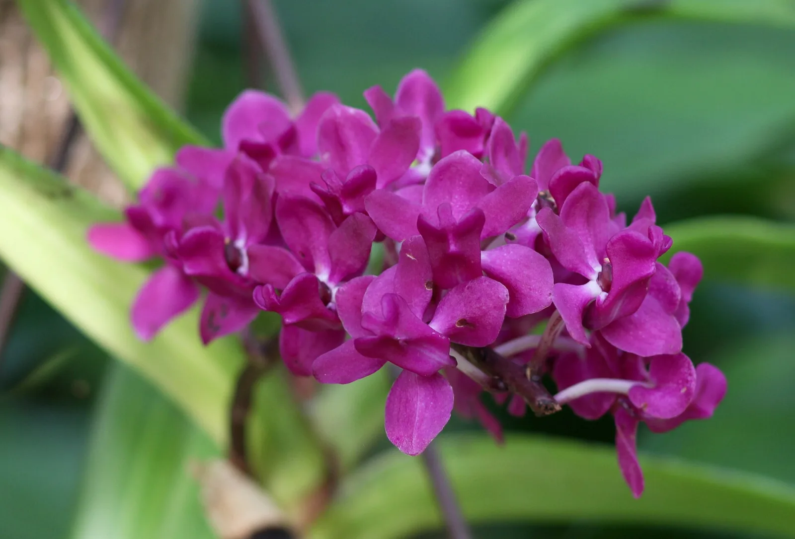 Rhynchostylis gigantea