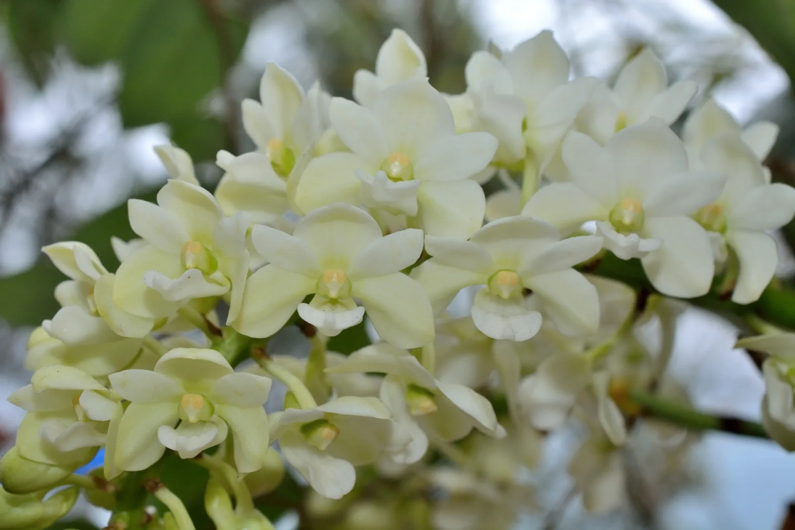 Rhynchostylis gigantea alba