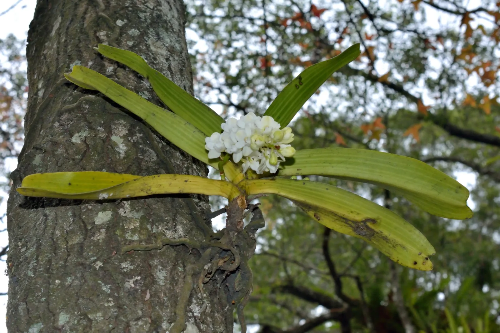 Rhynchostylis gigantea alba