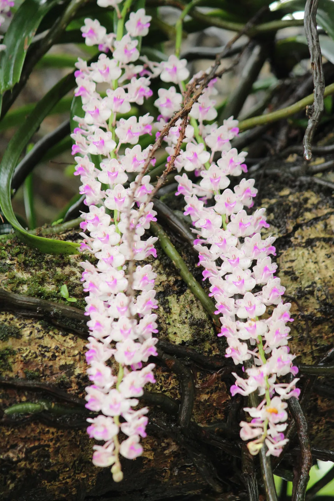 Rhynchostylis retusa