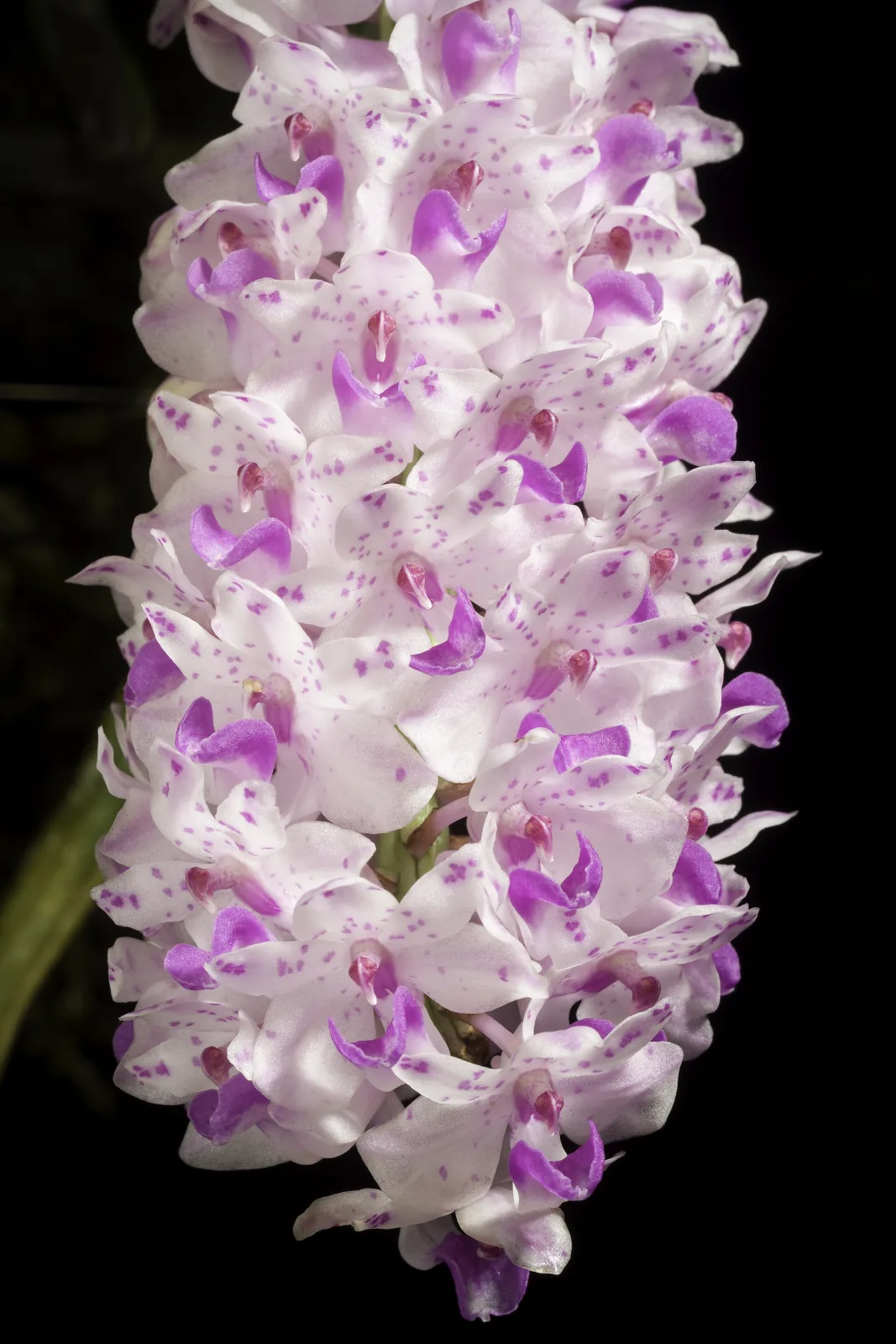 Rhynchostylis retusa
