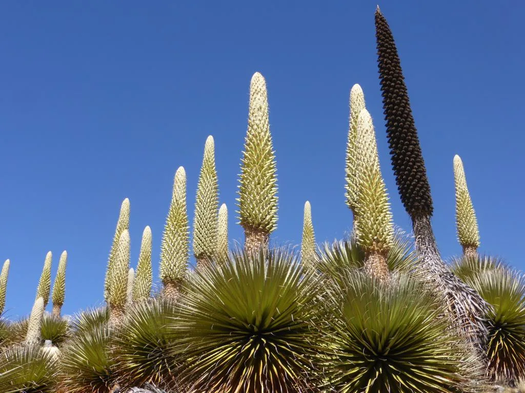 Puya raimondii Samen