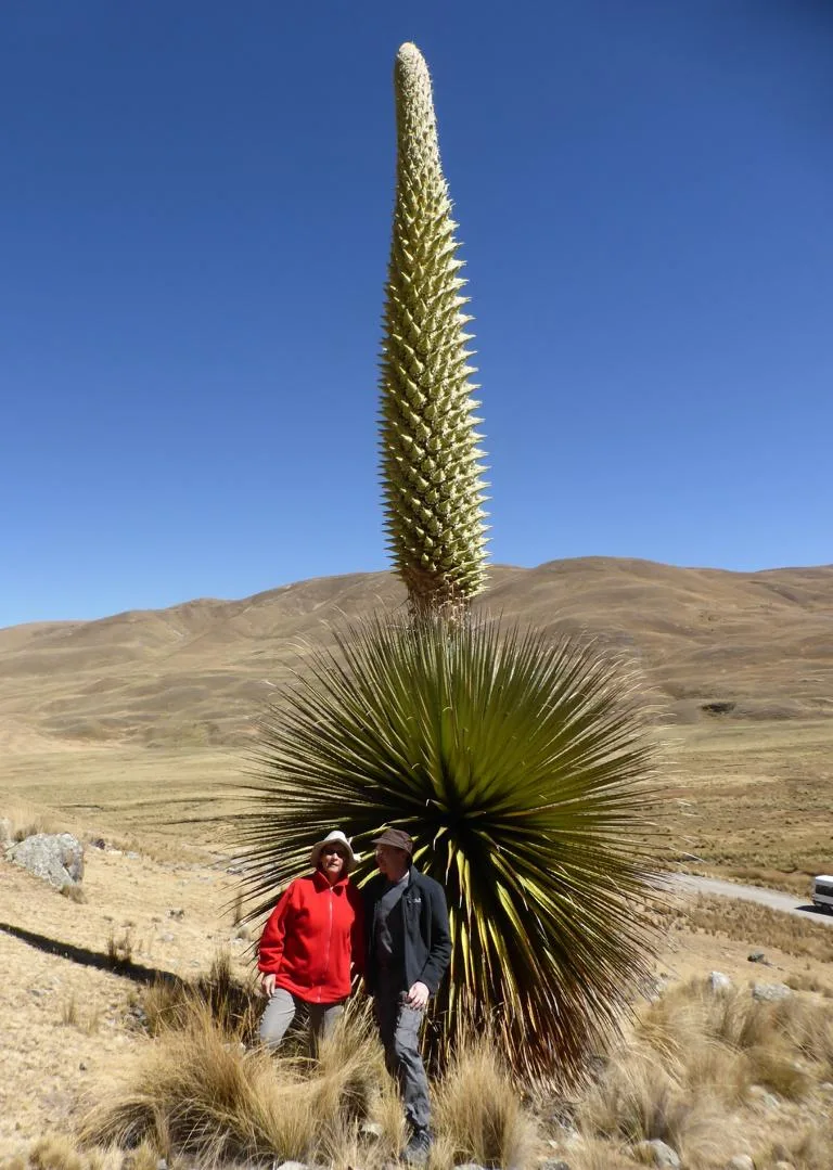 Puya raimondii