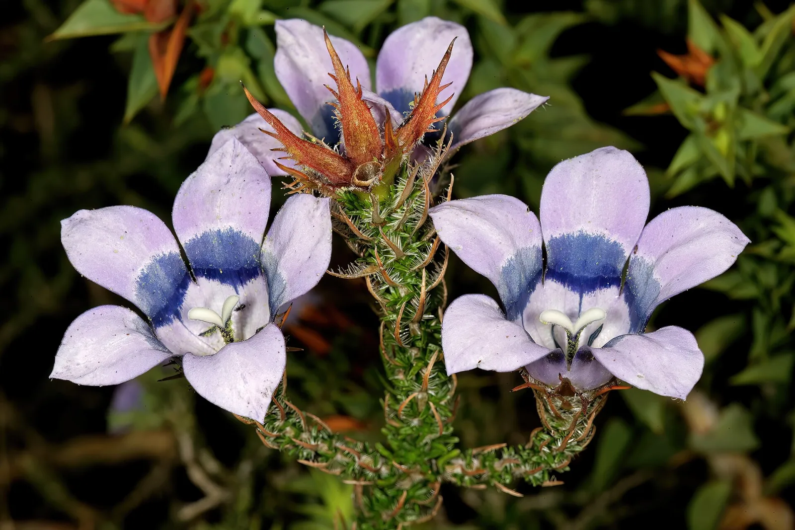 Roella ciliata