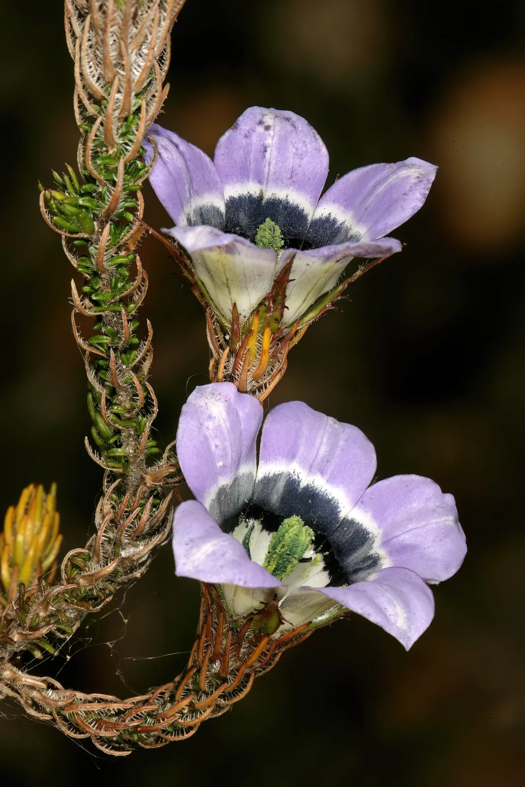 Roella ciliata
