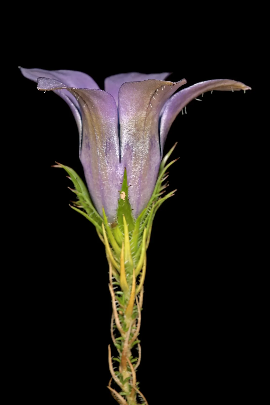 Roella ciliata