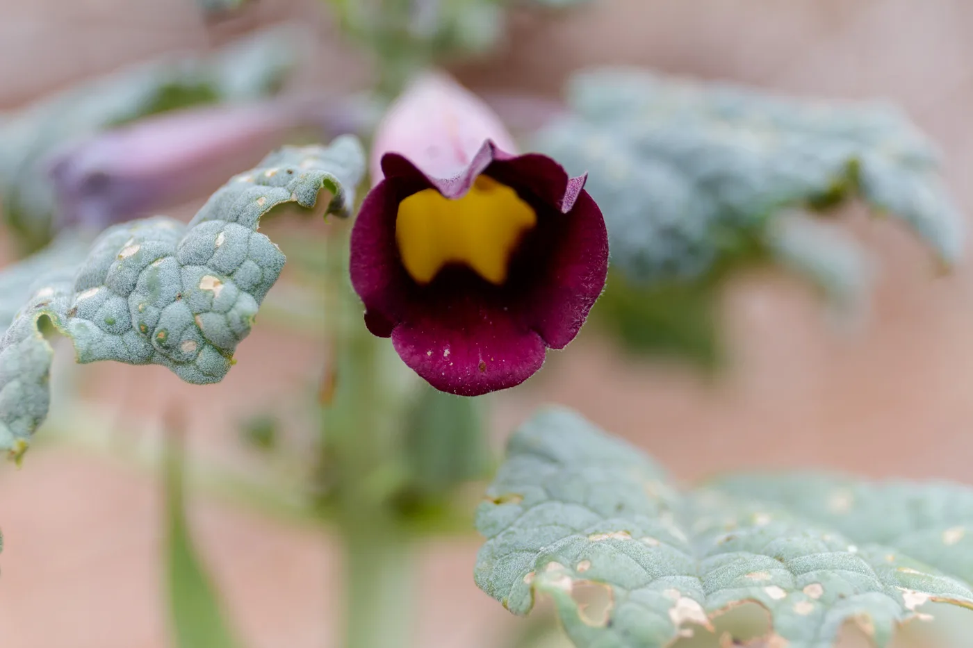 Rogeria adenophylla
