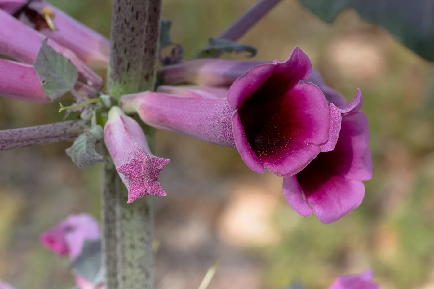 Rogeria adenophylla