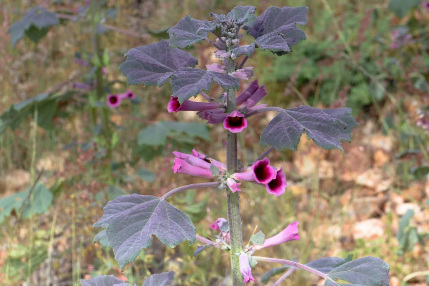 Rogeria adenophylla