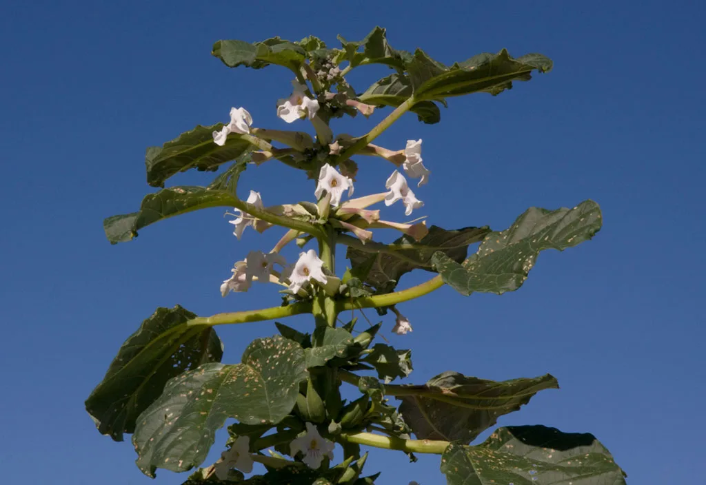 Rogeria longiflora