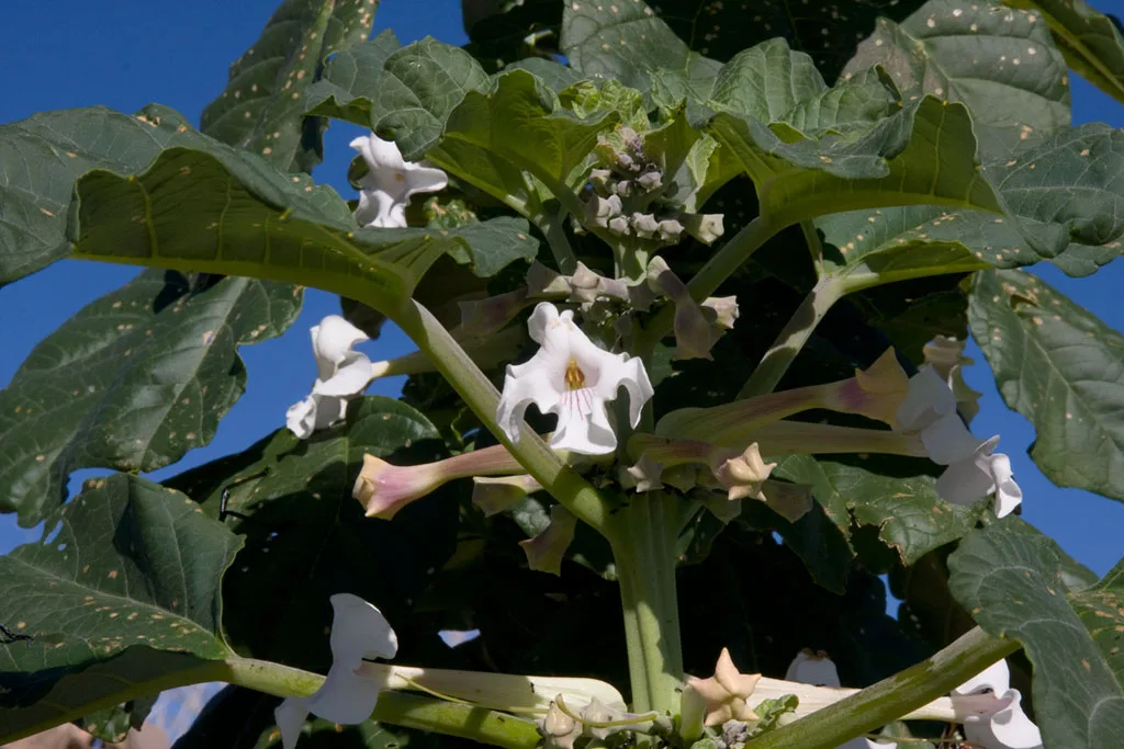 Rogeria longiflora