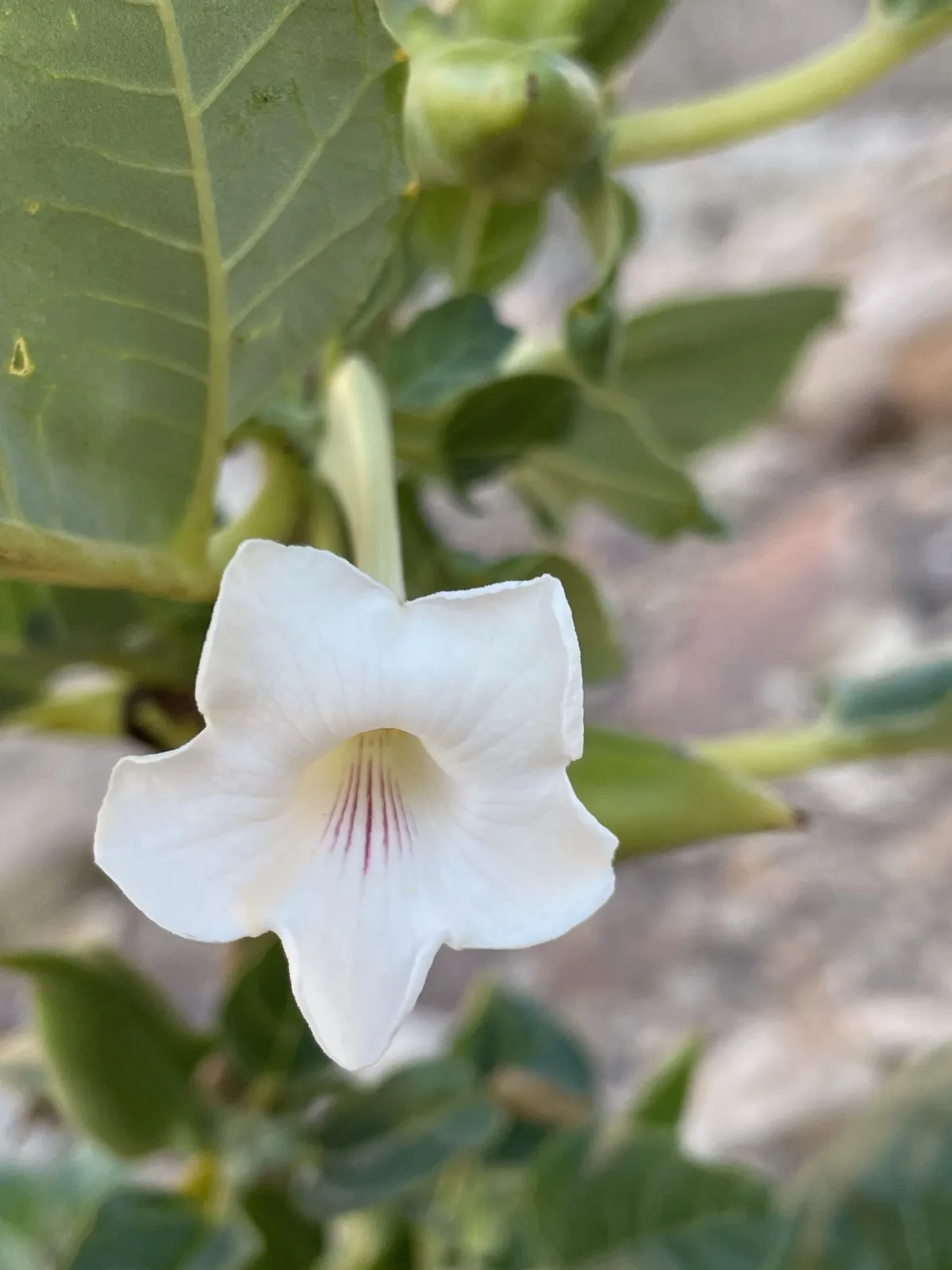 Rogeria longiflora