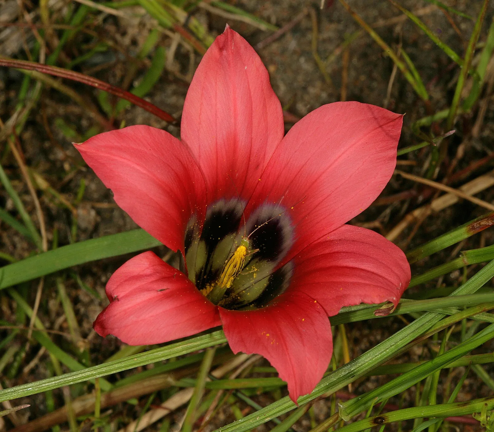 Romulea hirsuta