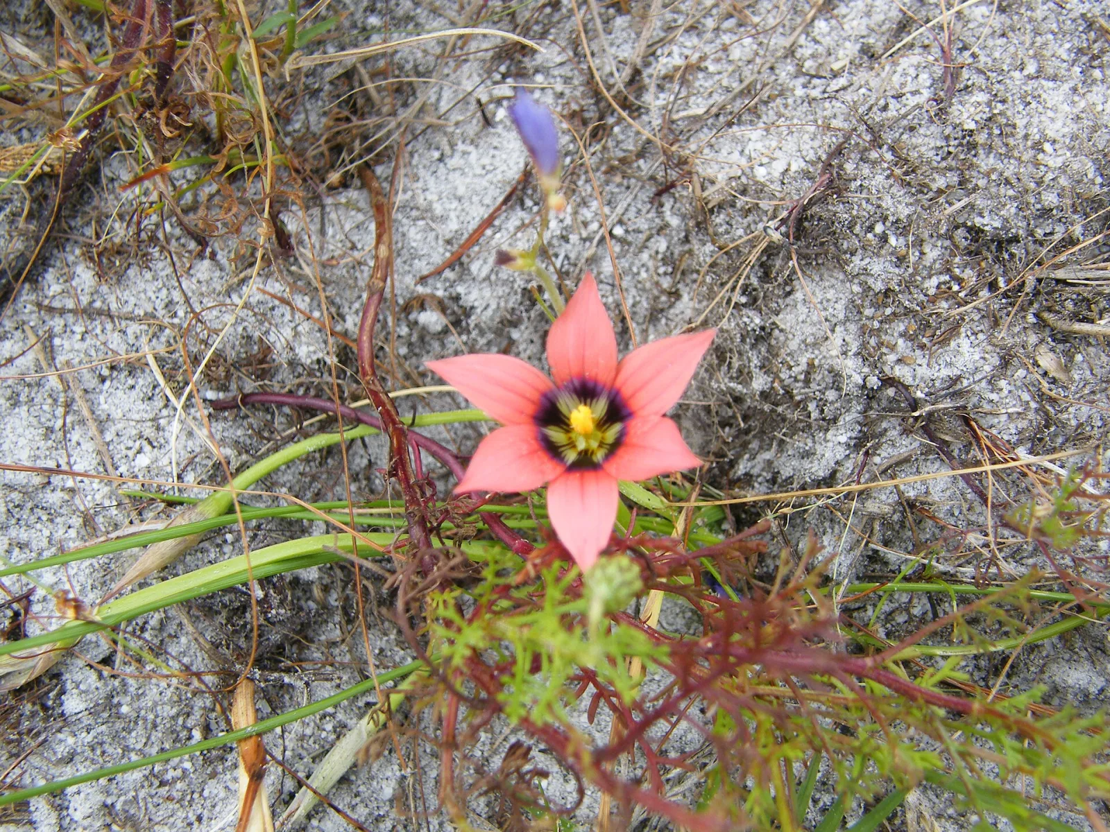 Romulea hirsuta