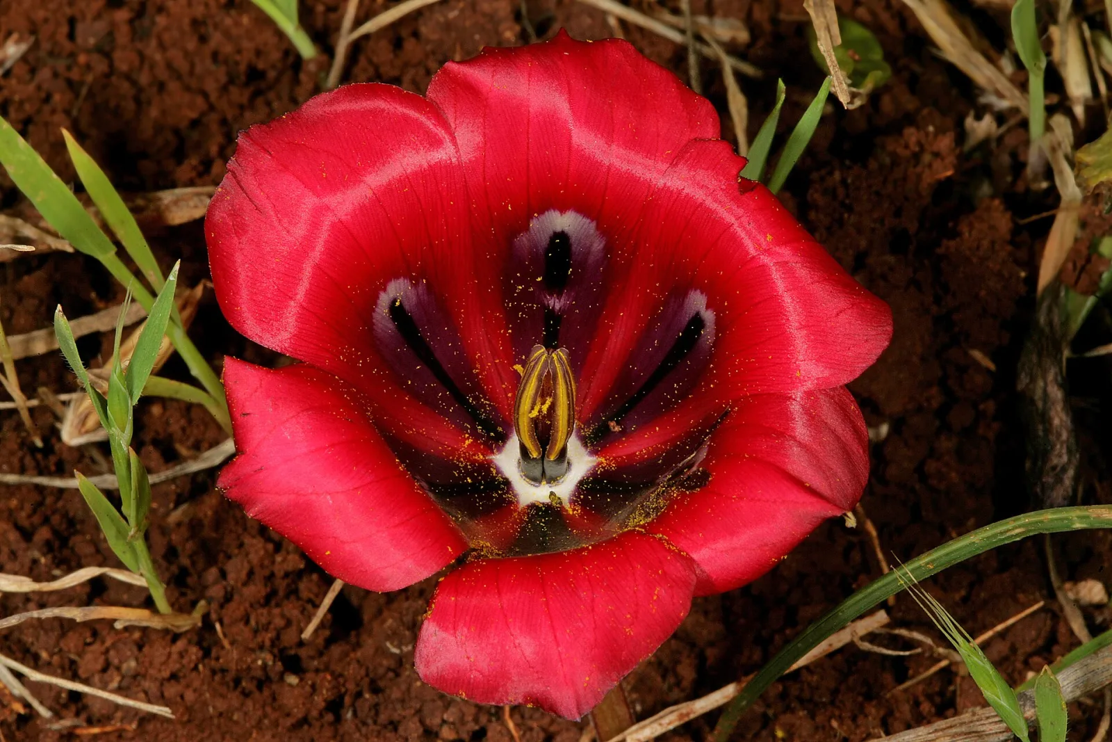Romulea monadelpha
