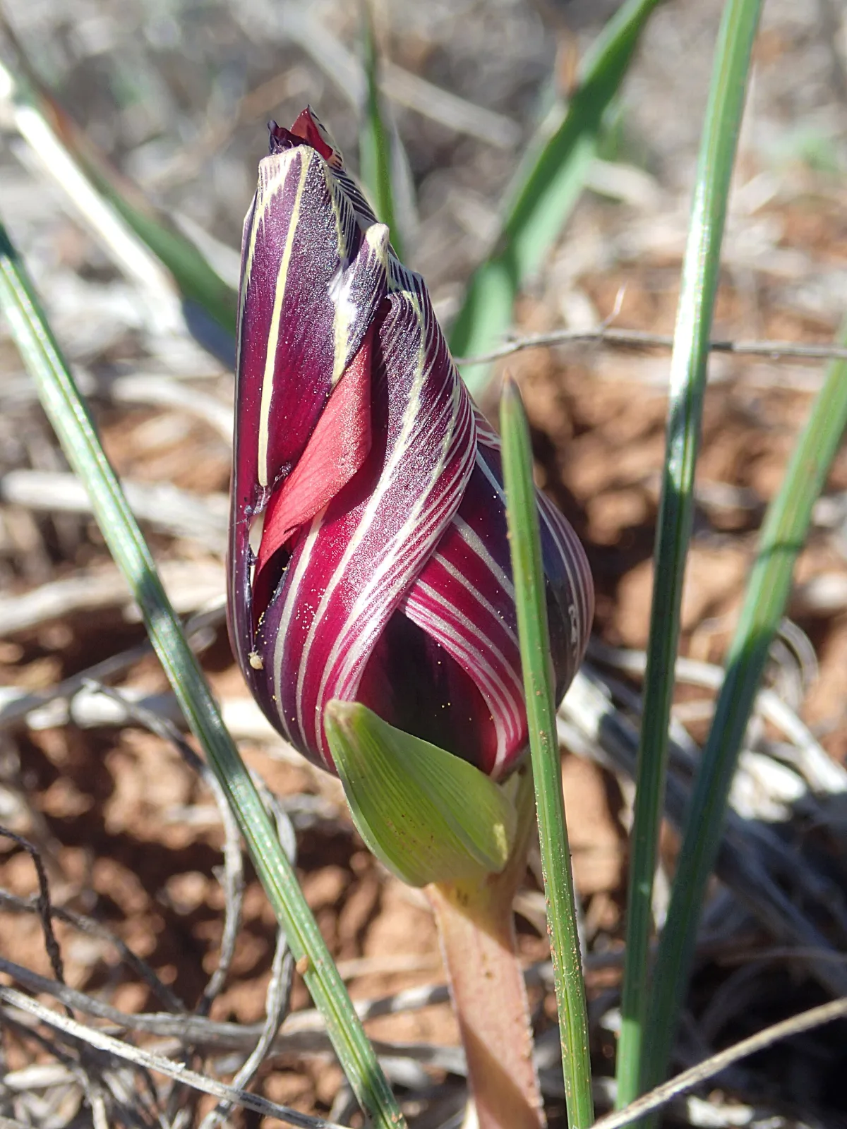 Romulea monadelpha