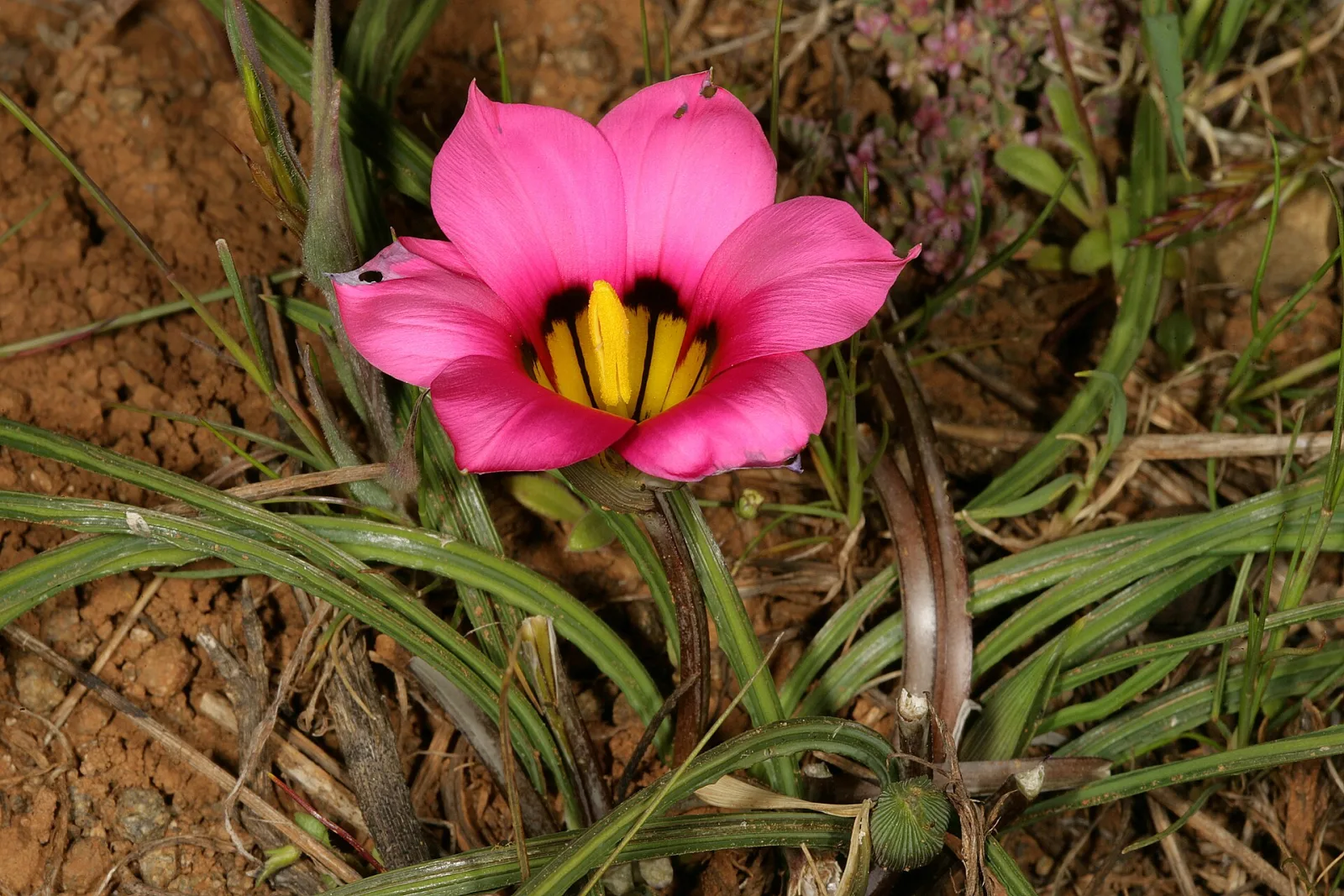 Romulea subfistulosa