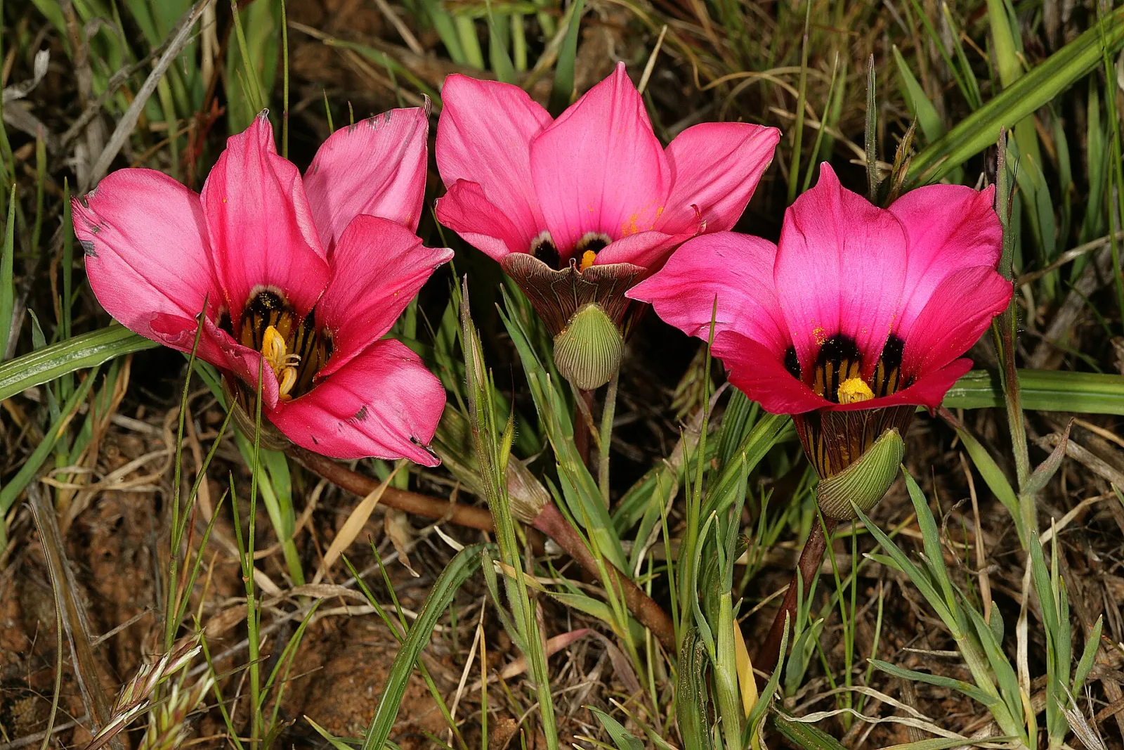Romulea subfistulosa