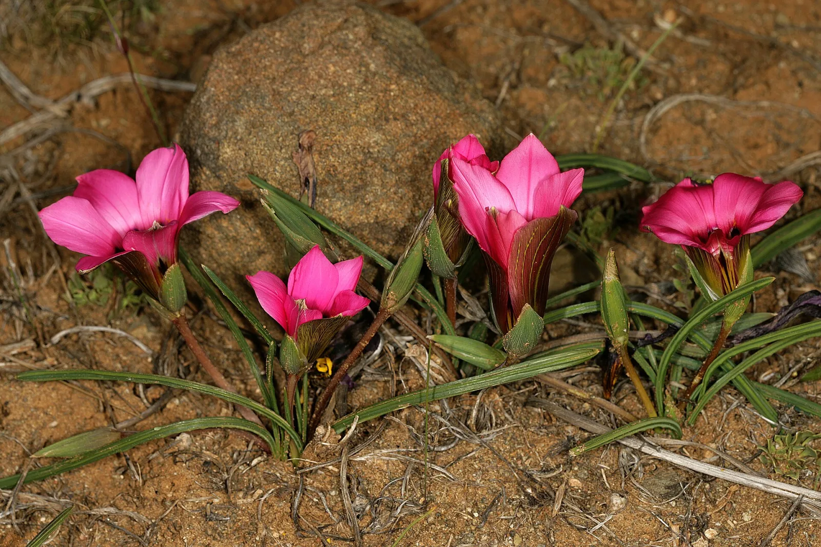 Romulea subfistulosa