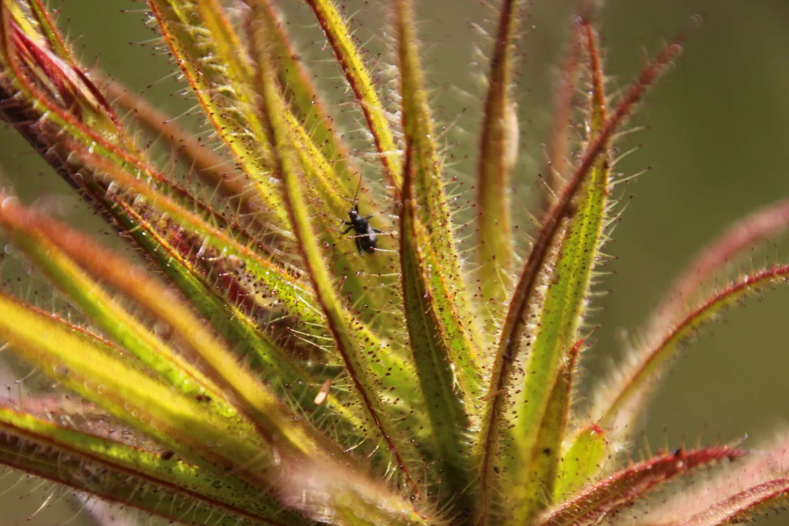 Roridula gorgonias
