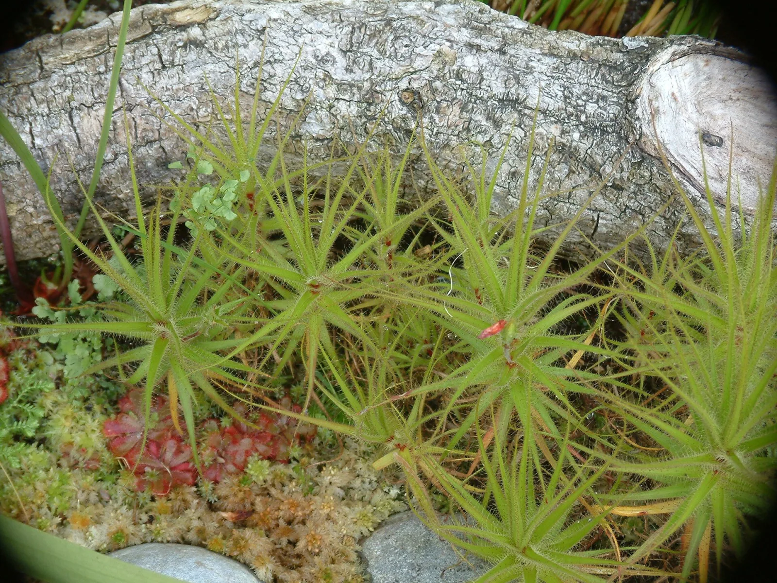 Roridula gorgonias