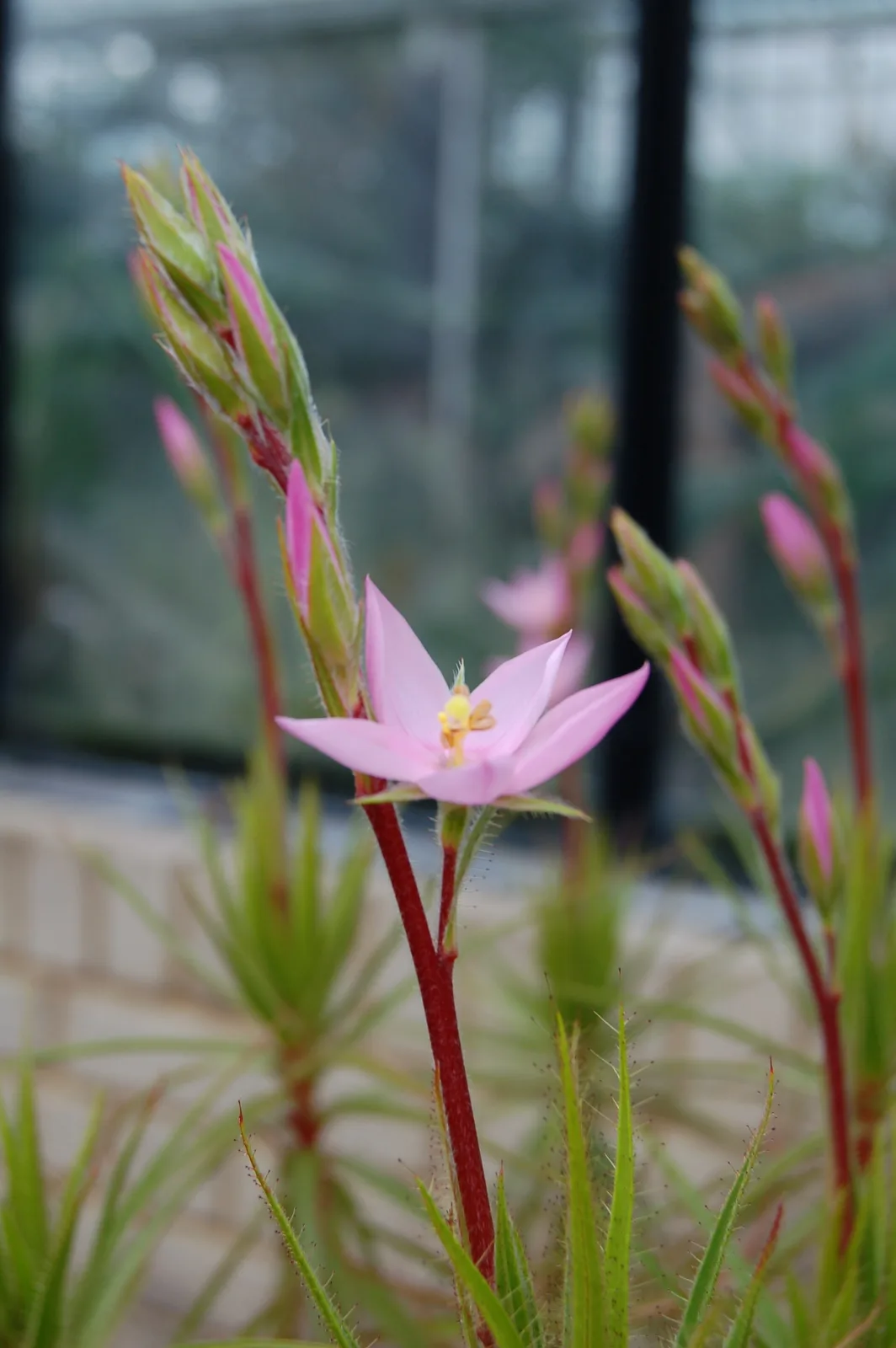 Roridula gorgonias